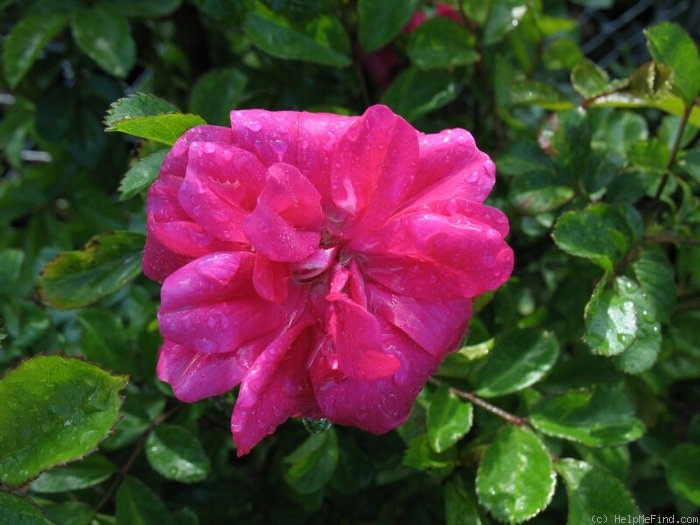 'Mrs. Alston's Rose' rose photo