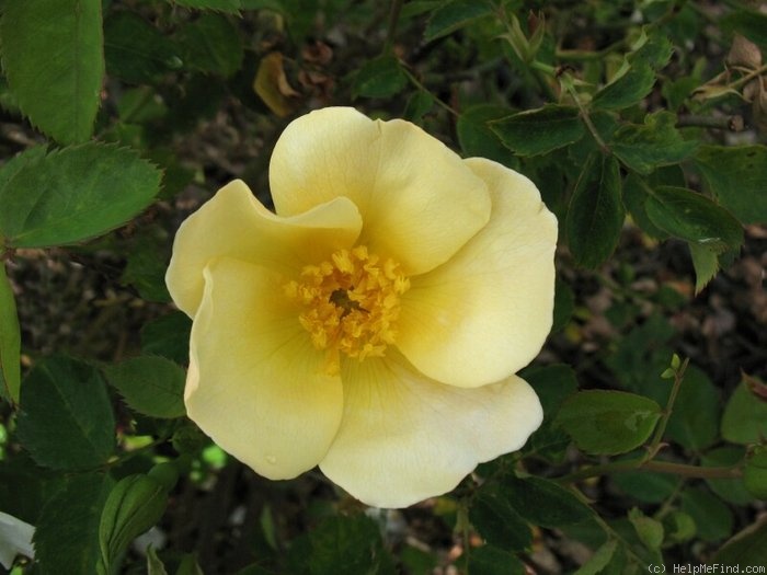 'Wild Flower (shrub, Austin, 1986)' rose photo