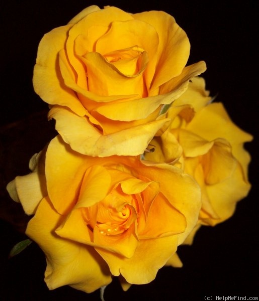 'Brindabella Leading Gold' rose photo