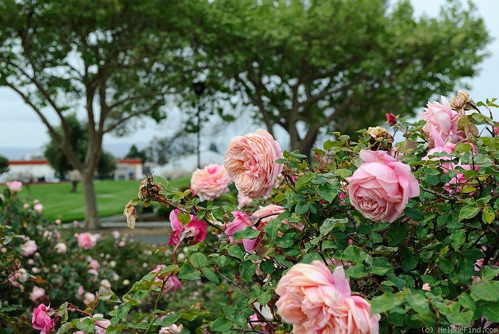 'Souvenir d'un Ami (tea, Bélot-Défougère, 1844)' rose photo