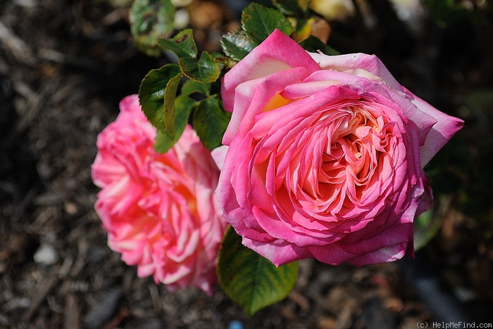 'Asagumo' rose photo