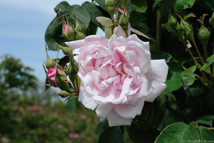 'Larry Daniels (hybrid perpetual, Liggett 1995)' rose, click to enlarge 'Larry Daniels (hybrid perpetual, Liggett 1995)' rose photo