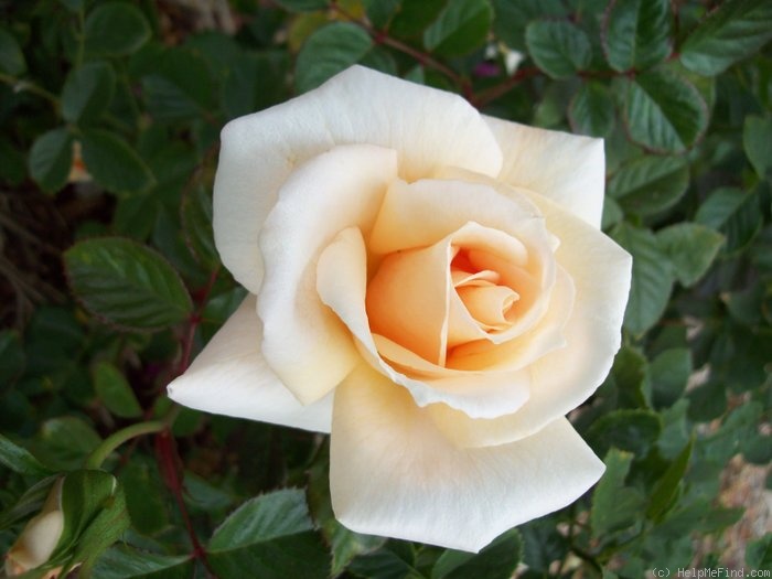 'Brindabella Pearl' rose photo