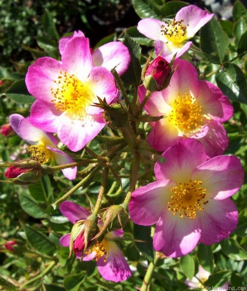 'Brindabella Gem' rose photo