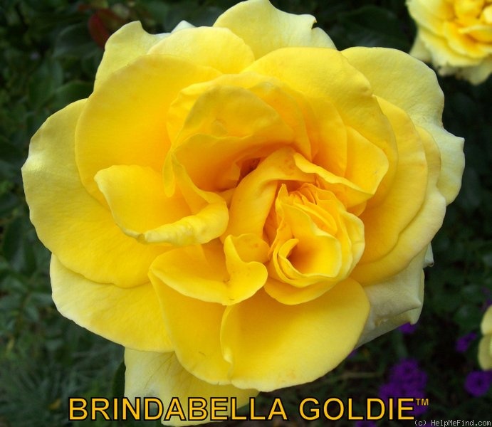 'Brindabella Goldie' rose photo