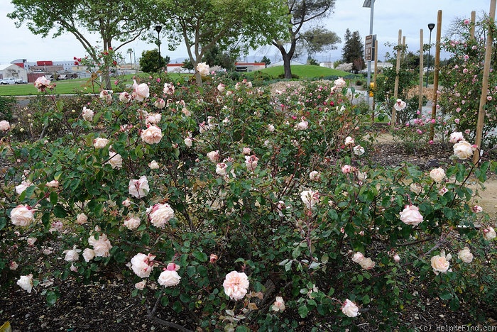 'Rubens (tea, Robert & Moreau, 1859)' rose photo