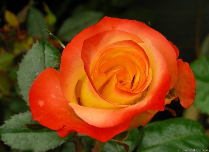 'Sunita' rose photo