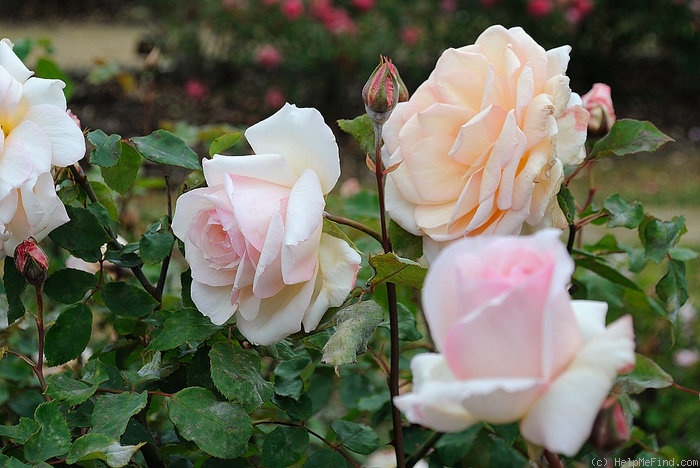 'Catherine Mermet' rose photo