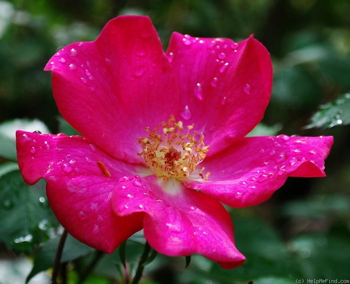 'Betty Prior' rose photo