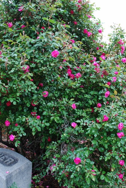 'La Marne' rose photo