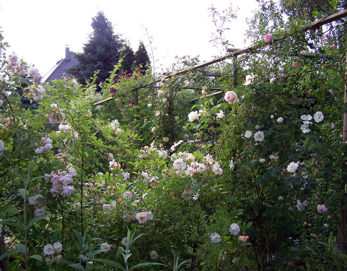 'RainArths' Garden'  photo