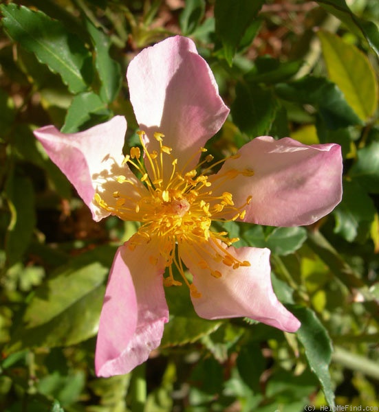 'NESXHER' rose photo