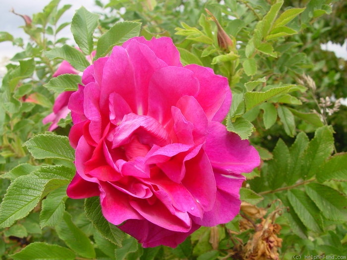 'Michel Trudeau Rose' rose photo