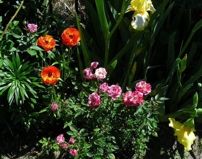 'Rosaholic's Southern California Garden'  photo