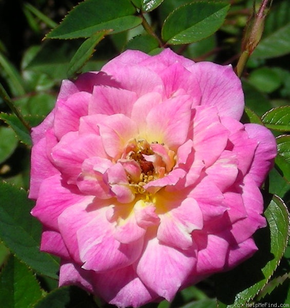 'Pink Poodle (Miniature, Moore, 1991)' rose photo