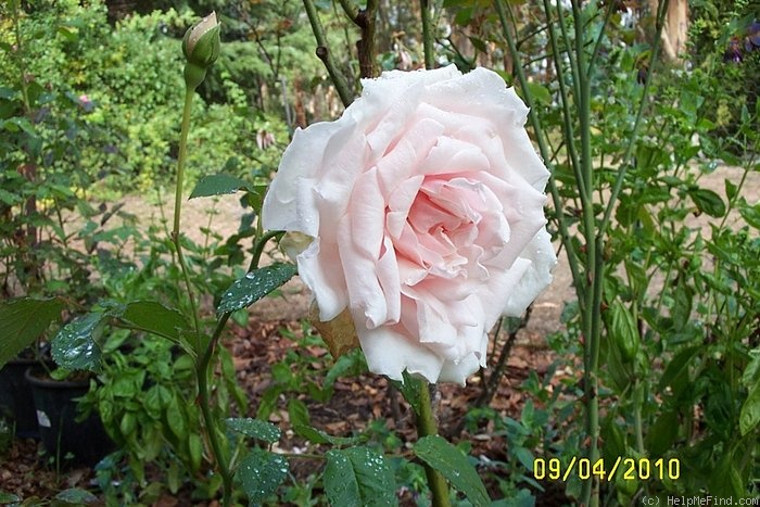 'Lady Edgeworth David' rose photo
