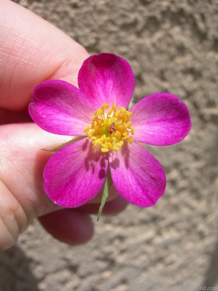 'IHTXHER' rose photo