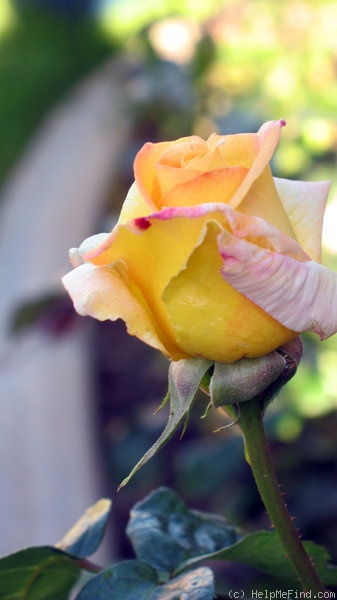 'Peace (hybrid tea, Meilland 1935)' rose photo