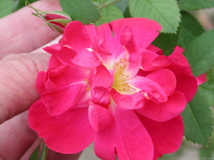 'DLFED 4' rose, click to enlarge 'DLFED 4' rose photo