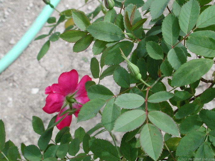 'DLFED 4' rose photo