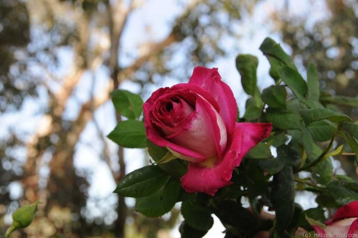 'Florescent Fuschia' rose photo