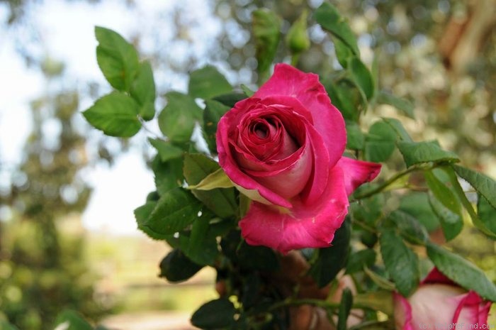 'Florescent Fuschia' rose photo