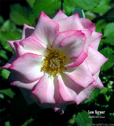 'Len Turner' rose photo