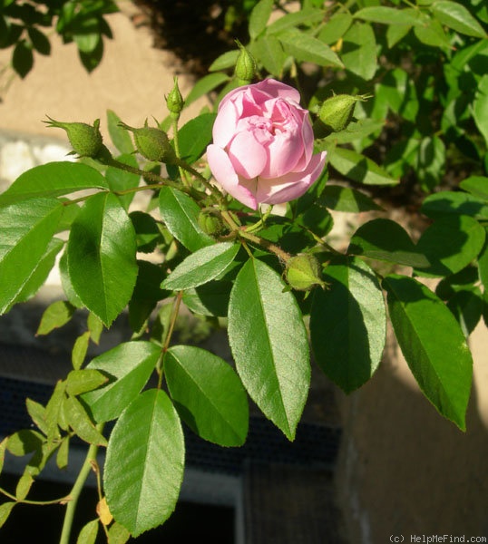 'Old Lady Gates' rose photo