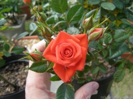 'Orange ™ Kordana ®' rose photo