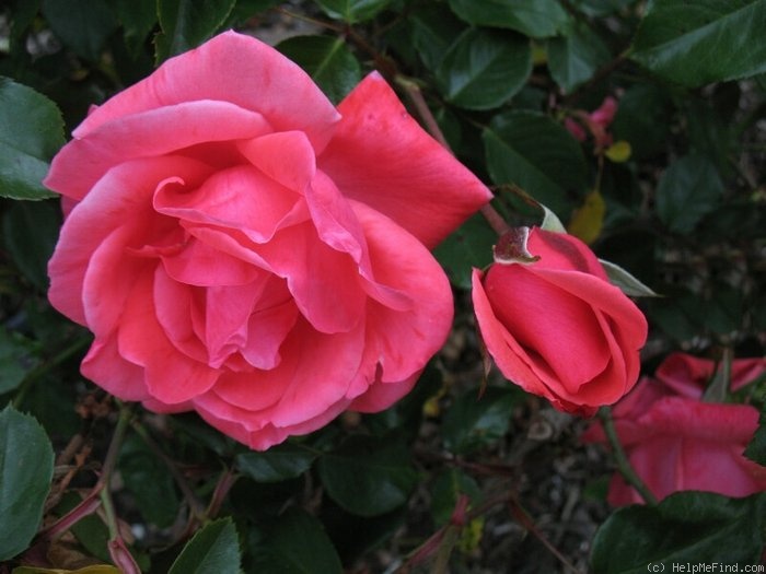 'Kalahari' rose photo
