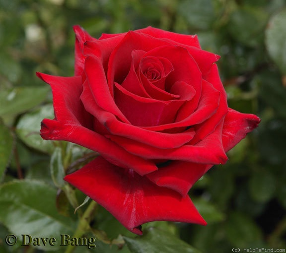 'Freedom ® (florist's rose, Evers/Tantau, 1997/2004)' rose photo