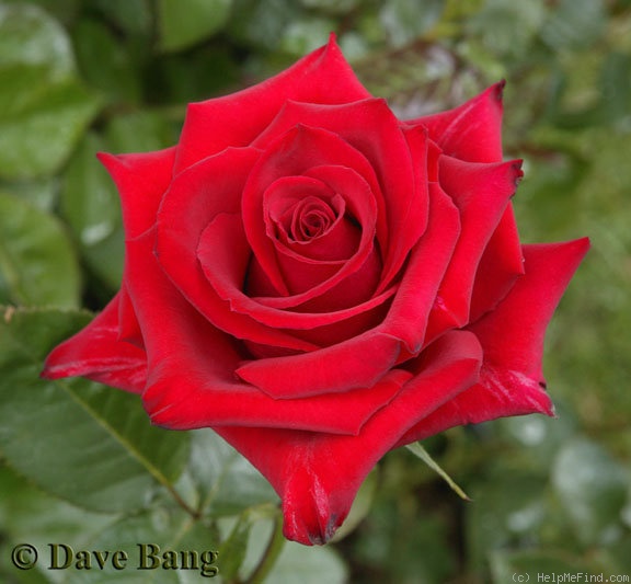'Freedom ® (florist's rose, Evers/Tantau, 1997/2004)' rose photo