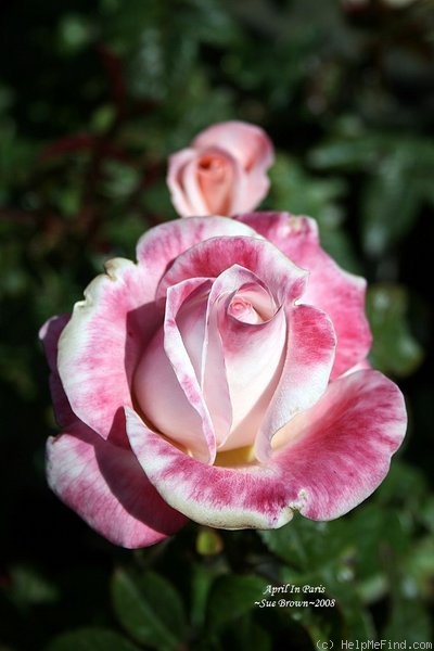'April In Paris ™' rose photo