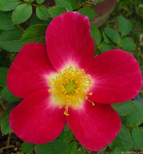 'Star Delight' rose photo