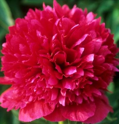 'Chateau CharMarron Gardens' , click to enlarge 'Chateau CharMarron Gardens'  photo