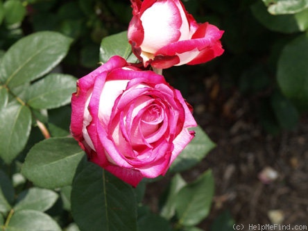 'Capitalia' rose photo
