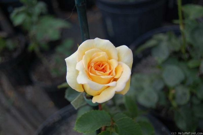 'Golden State (hybrid tea, Meilland 1937)' rose photo