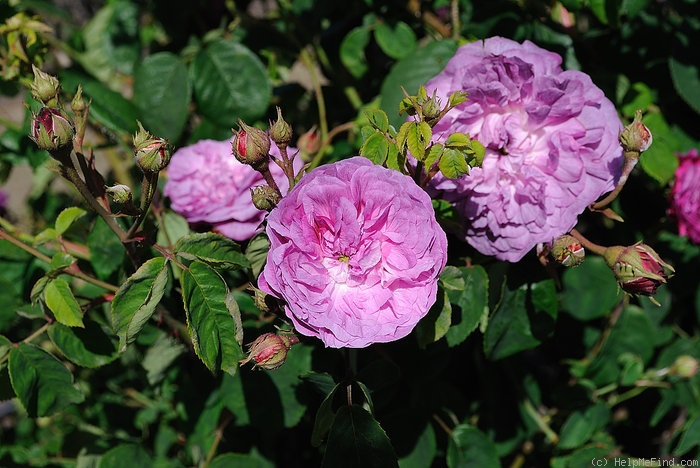 'Petite Orléannaise' rose photo