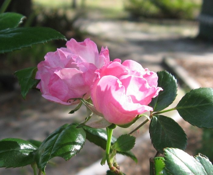 'La Marne' rose photo