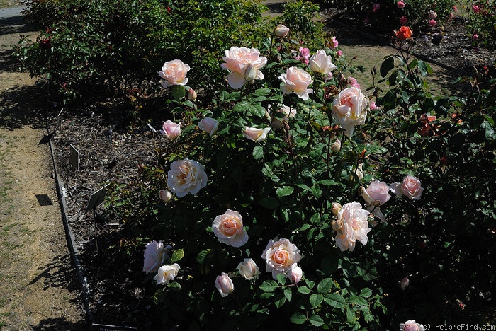 'Fleur Cowles' rose photo