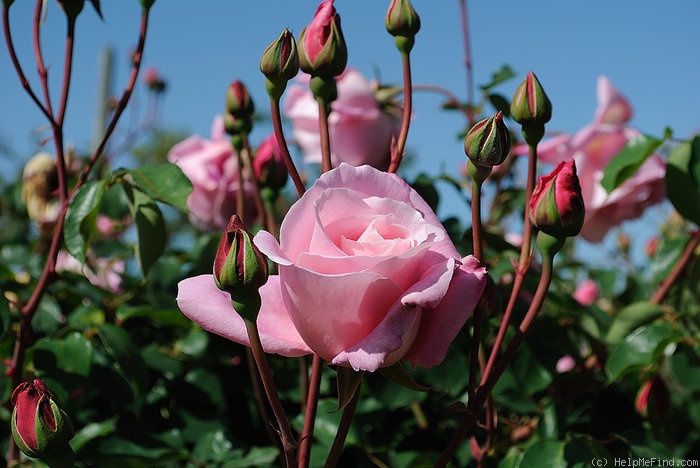 'J. Otto Thilow' rose photo