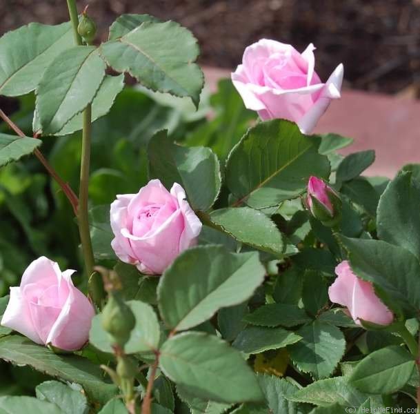 'Madame Doré' rose photo