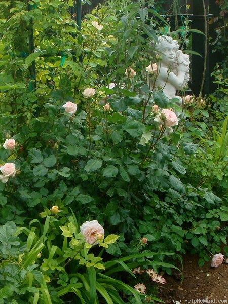 'Johann Strauss ®' rose photo