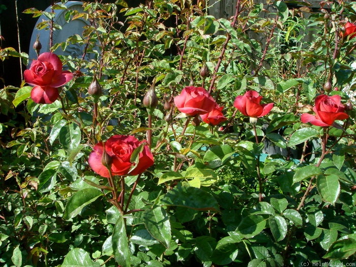 'Hot Cocoa ™ (Floribunda, Carruth 2001)' rose, click to enlarge 'Hot Cocoa ™ (Floribunda, Carruth 2001)' rose photo