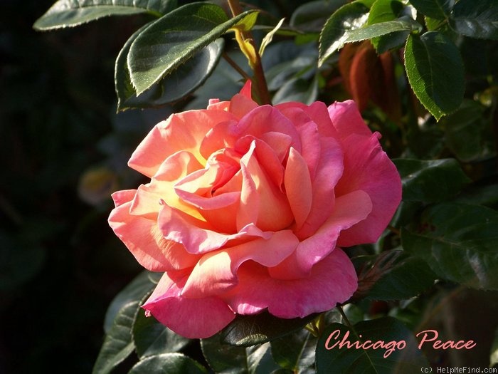 'Chicago Peace' rose photo