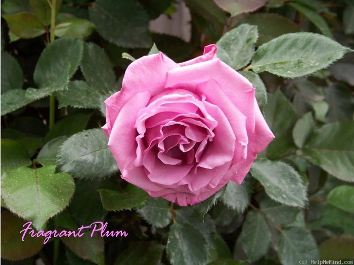 'Fragrant Plum (hybrid tea, Christensen before 1988)' rose photo