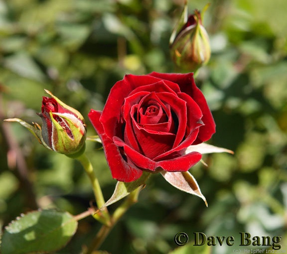 'Salute ™ (miniature, White 1995)' rose photo