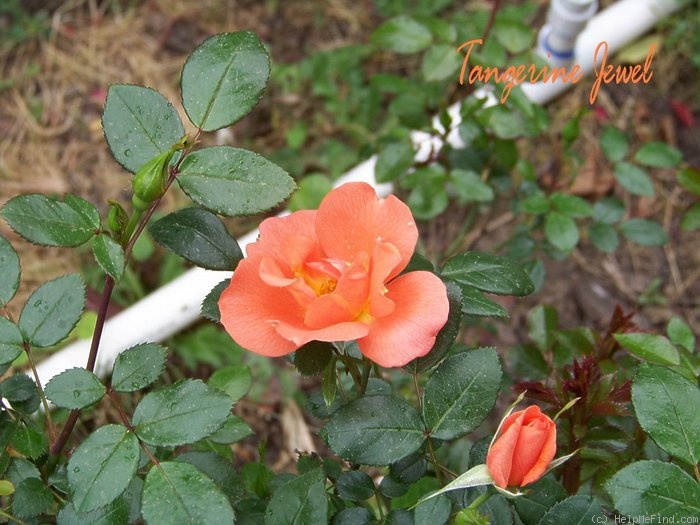 'Tangerine Jewel ™' rose photo