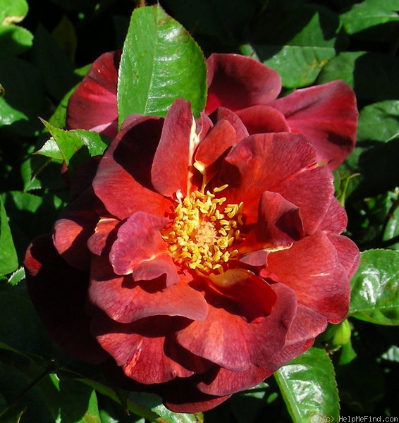 'Rusty (floribunda, Certified Roses, 2003)' rose photo