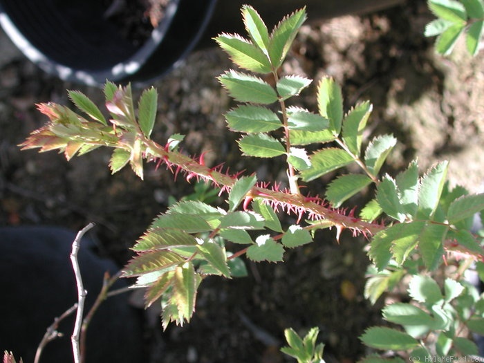 '<i>Rosa fedtschenkoana</i> Regel' rose, click to enlarge '<i>Rosa fedtschenkoana</i> Regel' rose photo
